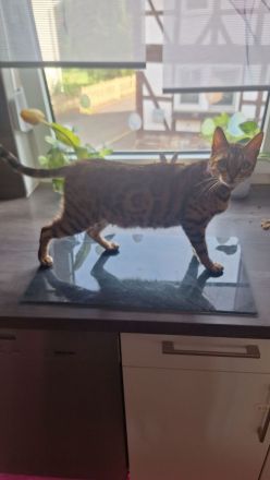 Bengalkatze Dame