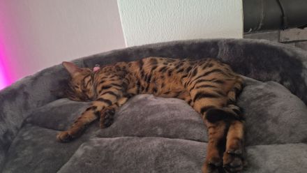 Bengalkatze Dame