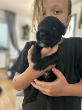 Süße Briard Welpen