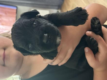 Süße Briard Welpen