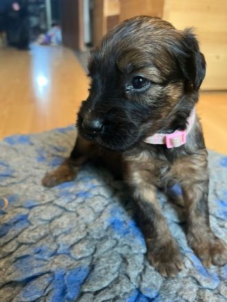 Süße Briard Welpen