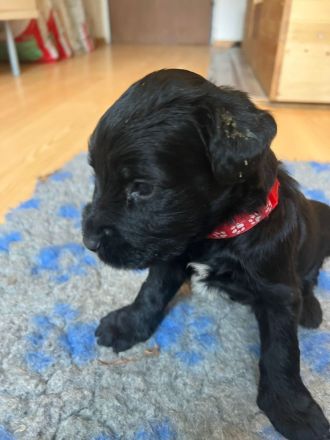 Süße Briard Welpen