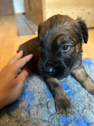 Süße Briard Welpen