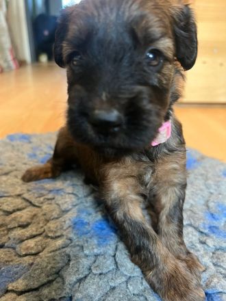 Süße Briard Welpen