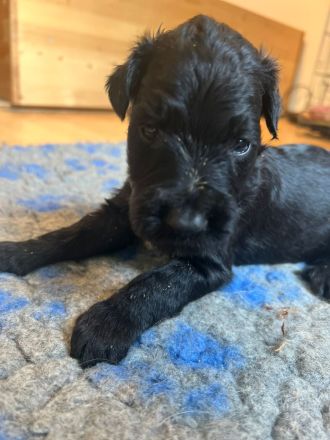 Süße Briard Welpen