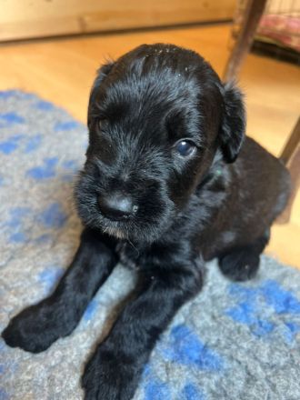 Süße Briard Welpen