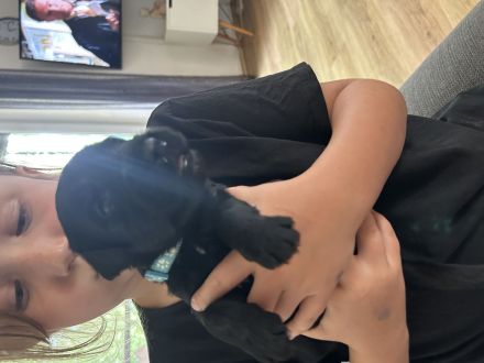 Süße Briard Welpen