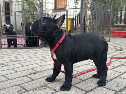 Wunderschöner Französische Bulldogge Welpe