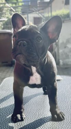 Wunderschöner Französische Bulldogge Welpe