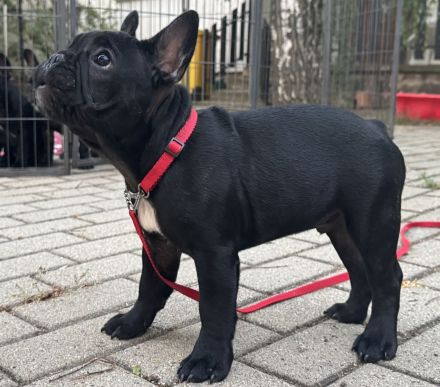 Wunderschöner Französische Bulldogge Welpe
