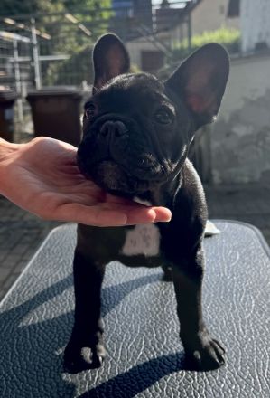 Wunderschöner Französische Bulldogge Welpe