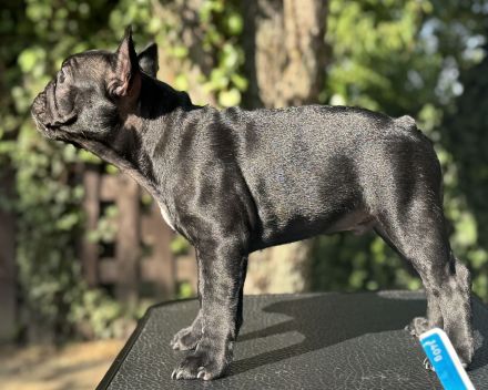 Wunderschöner Französische Bulldogge Welpe