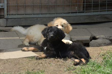 Hovawart Welpe sucht neues Zuhause