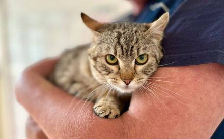 Zarte Schönheit Fleur sucht liebevolles Zuhause