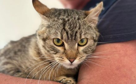 Zarte Schönheit Fleur sucht liebevolles Zuhause