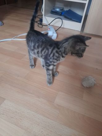 Katzenbaby sucht liebevolle Zuhause