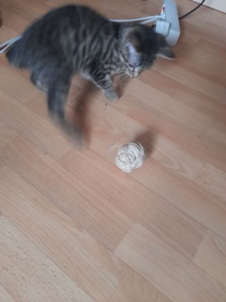 Katzenbaby sucht liebevolle Zuhause