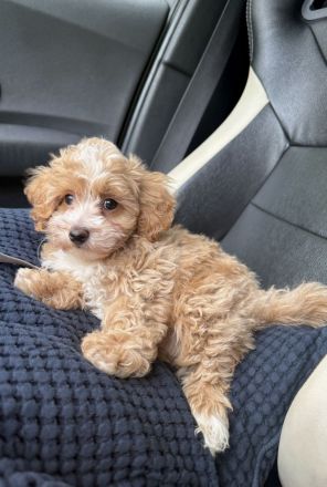 Liebevolle Maltipoo Welpen suchen ihr Für Immer Zuhause