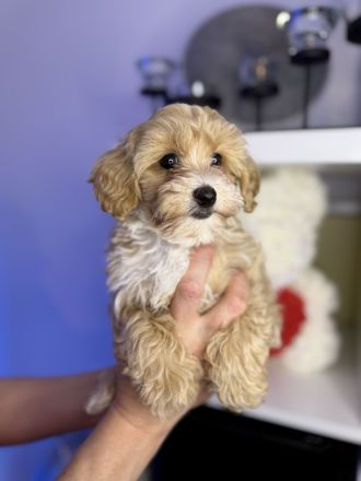 Liebevolle Maltipoo Welpen suchen ihr Für Immer Zuhause