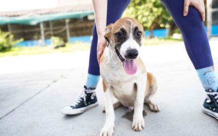 Hunde-Kind Benjamin Blümchen