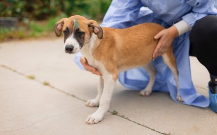 Hunde-Kind Benjamin Blümchen