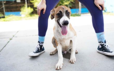 Hunde-Kind Benjamin Blümchen