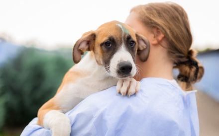 Hunde-Kind Benjamin Blümchen