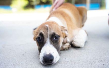 Hunde-Kind Benjamin Blümchen