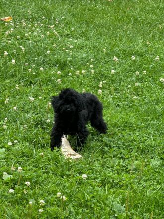 Auszugbereit ! Asiatische Abstammung Toy Pudel / Welpen/ Pudel / Toypudel / Minipudel / Zwergpudel