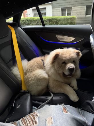 Liebevoller 6 Monate alter Rüde sucht ein neues ZuhauseJa