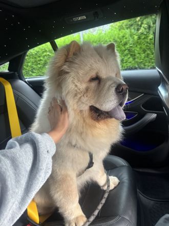 Liebevoller 6 Monate alter Rüde sucht ein neues ZuhauseJa