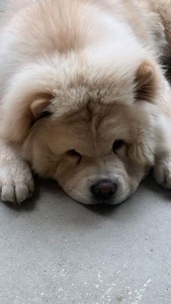 Liebevoller 6 Monate alter Rüde sucht ein neues ZuhauseJa