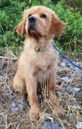 Alfi - wunderschöner Welpenbub sucht Zuhause zum 2.8.2025