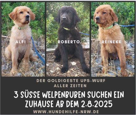 Alfi - wunderschöner Welpenbub sucht Zuhause zum 2.8.2025