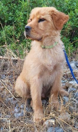 Alfi - wunderschöner Welpenbub sucht Zuhause zum 2.8.2025