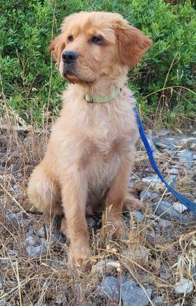 Alfi - wunderschöner Welpenbub sucht Zuhause zum 2.8.2025