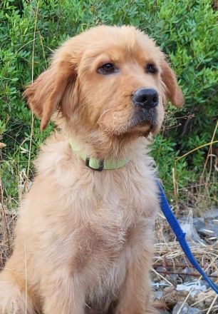 Alfi - wunderschöner Welpenbub sucht Zuhause zum 2.8.2025