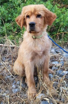 Alfi - wunderschöner Welpenbub sucht Zuhause zum 2.8.2025