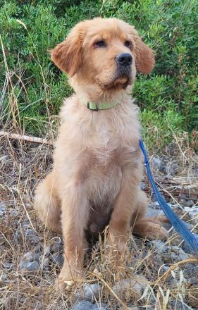 Alfi - wunderschöner Welpenbub sucht Zuhause zum 2.8.2025