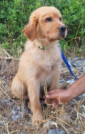 Alfi - wunderschöner Welpenbub sucht Zuhause zum 2.8.2025