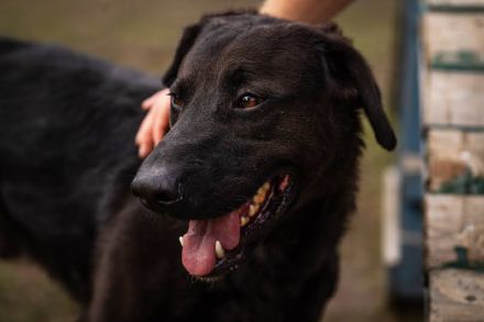 KYLO Labradormix - freundlicher Begleiter mit ruhiger Ausstrahlung und liebevollem Wesen!