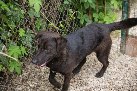 KYLO Labradormix - freundlicher Begleiter mit ruhiger Ausstrahlung und liebevollem Wesen!