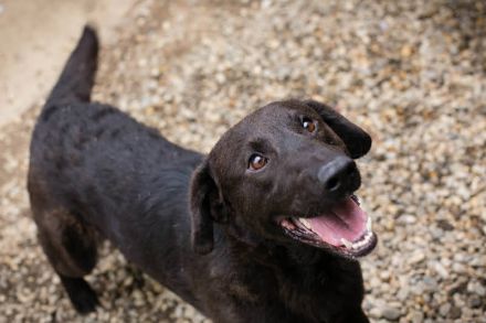 KYLO Labradormix - freundlicher Begleiter mit ruhiger Ausstrahlung und liebevollem Wesen!