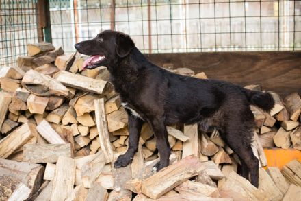 KYLO Labradormix - freundlicher Begleiter mit ruhiger Ausstrahlung und liebevollem Wesen!