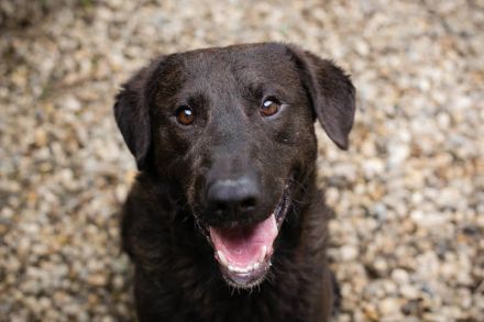 KYLO Labradormix - freundlicher Begleiter mit ruhiger Ausstrahlung und liebevollem Wesen!