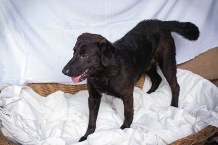 KYLO Labradormix - freundlicher Begleiter mit ruhiger Ausstrahlung und liebevollem Wesen!