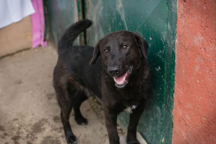 KYLO Labradormix - freundlicher Begleiter mit ruhiger Ausstrahlung und liebevollem Wesen!