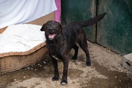 KYLO Labradormix - freundlicher Begleiter mit ruhiger Ausstrahlung und liebevollem Wesen!