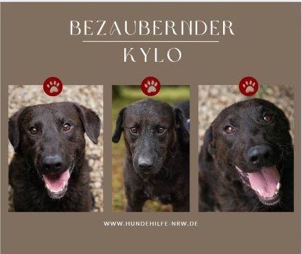 KYLO Labradormix - freundlicher Begleiter mit ruhiger Ausstrahlung und liebevollem Wesen!