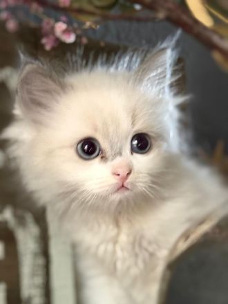 Ragdoll / Ragdoll-Cherubim Kitten mit Stammbaum